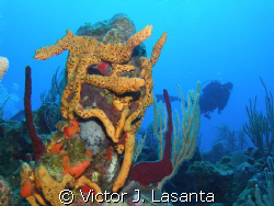 variety of sponges in the old buoy dive site at parguera ... by Victor J. Lasanta 